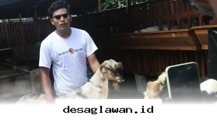 Cara Unik Peternak Malang Jualan Kambing Kurban Lewat Siaran Langsung yang Laris Manis!