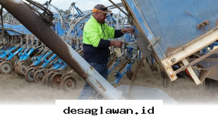 Pasokan Gandum Terancam Langka Akibat Keputusan Petani Australia Kurangi Produksi di 2026